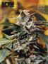 Page: - 98 | High Times