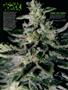 Page: - 94 | High Times