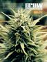 Page: - 100 | High Times