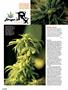 Page: - 112 | High Times