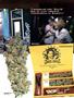Page: - 51 | High Times