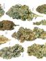 Page: - 65 | High Times