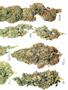 Page: - 66 | High Times