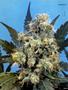 Page: - 71 | High Times