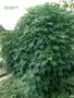 Page: - 59 | High Times