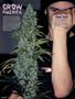 Page: - 86 | High Times