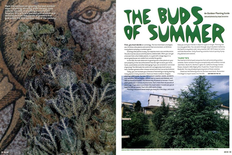 THE BUDS OF SUMMER
