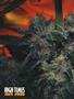 Page: - 62 | High Times