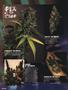 Page: - 96 | High Times