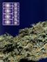Page: - 61 | High Times