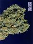 Page: - 62 | High Times