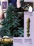 Page: - 94 | High Times