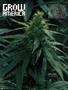 Page: - 100 | High Times