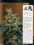 Page: - 116 | High Times