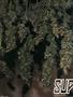 Page: - 70 | High Times