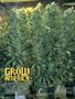 Page: - 102 | High Times