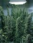 Page: - 112 | High Times