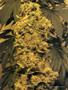 Page: - 119 | High Times