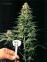 Page: - 66 | High Times