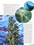 Page: - 67 | High Times