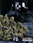Page: - 69 | High Times