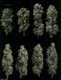 Page: - 70 | High Times