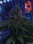 Page: - 103 | High Times