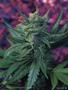 Page: - 113 | High Times