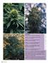 Page: - 114 | High Times