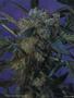Page: - 63 | High Times