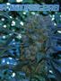Page: - 69 | High Times