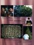 Page: - 99 | High Times