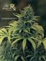 Page: - 118 | High Times