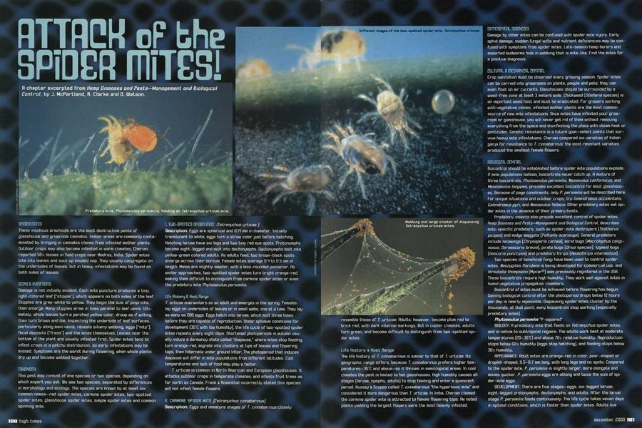 ATTACK OF THE SPIDER MITES!