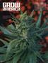 Page: - 100 | High Times