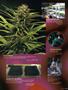 Page: - 101 | High Times