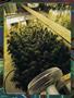 Page: - 104 | High Times