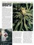 Page: - 114 | High Times