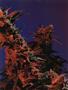 Page: - 63 | High Times
