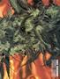 Page: - 69 | High Times