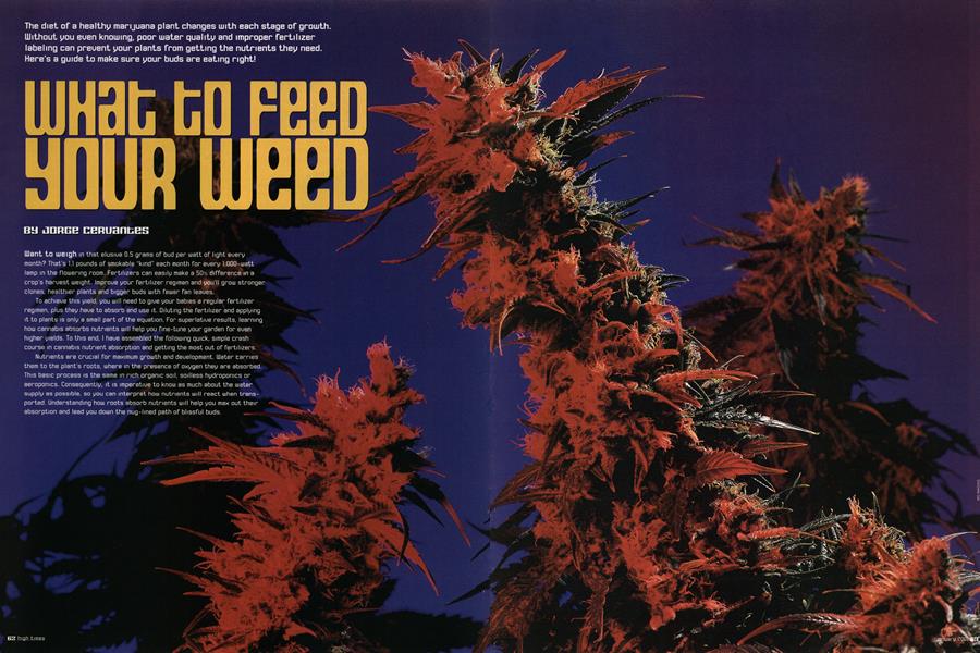 WHAT TO FEED YOUR WEED