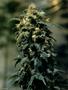 Page: - 118 | High Times