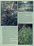 Page: - 13 | High Times