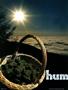 Page: - 64 | High Times
