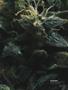 Page: - 102 | High Times