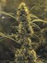 Page: - 118 | High Times