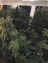 Page: - 65 | High Times