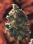Page: - 67 | High Times