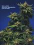 Page: - 70 | High Times