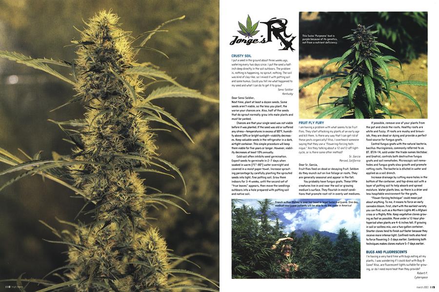 Jorge's RX